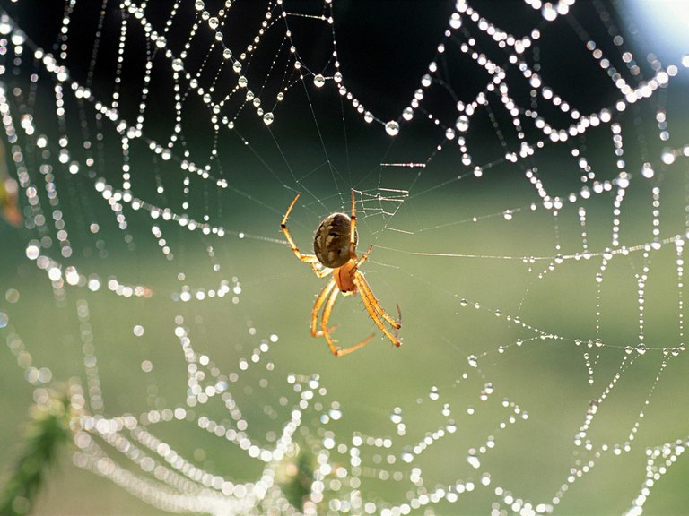 Aranha