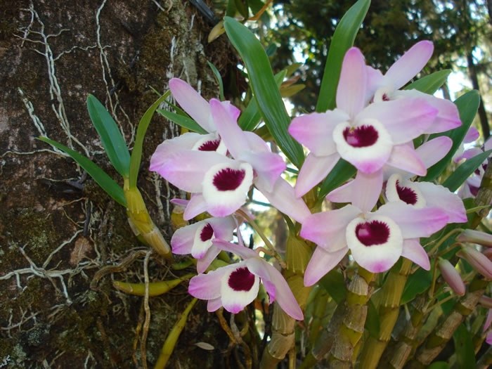 Orquidea