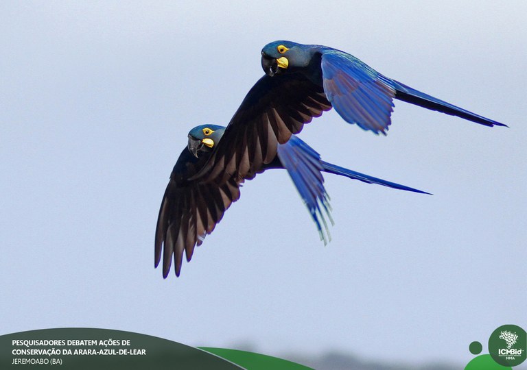 Arara