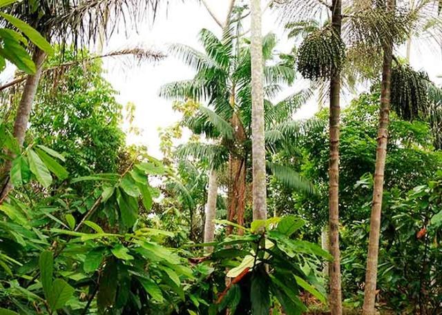Floresta