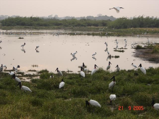 Pantanalpesquisasf