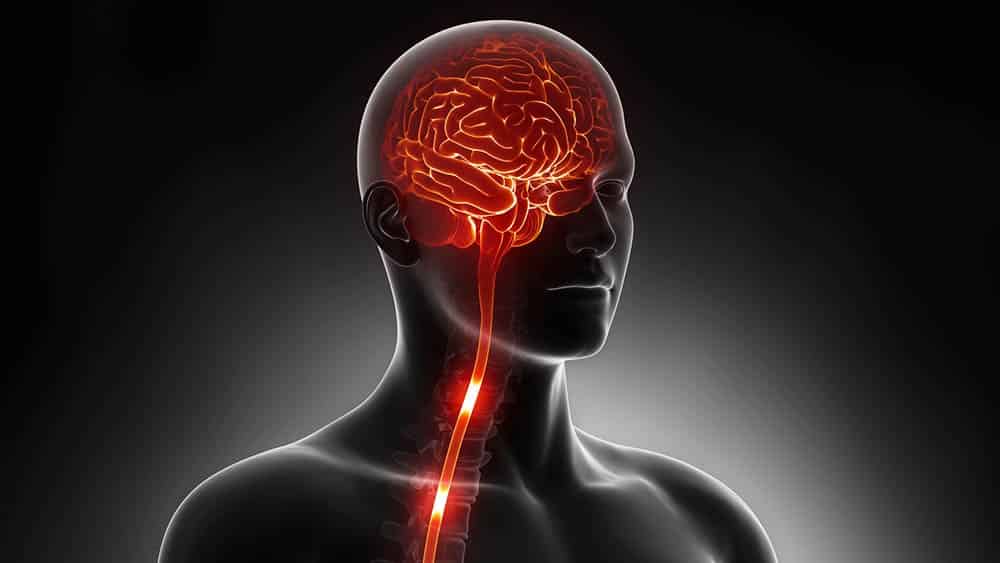 201906_drauzio_cerebro-medula-espinhal_23406976_cliparea_1000x563
