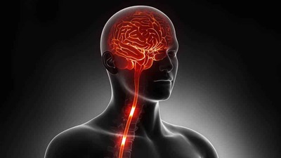 201906_drauzio_cerebro-medula-espinhal_23406976_cliparea_1000x563